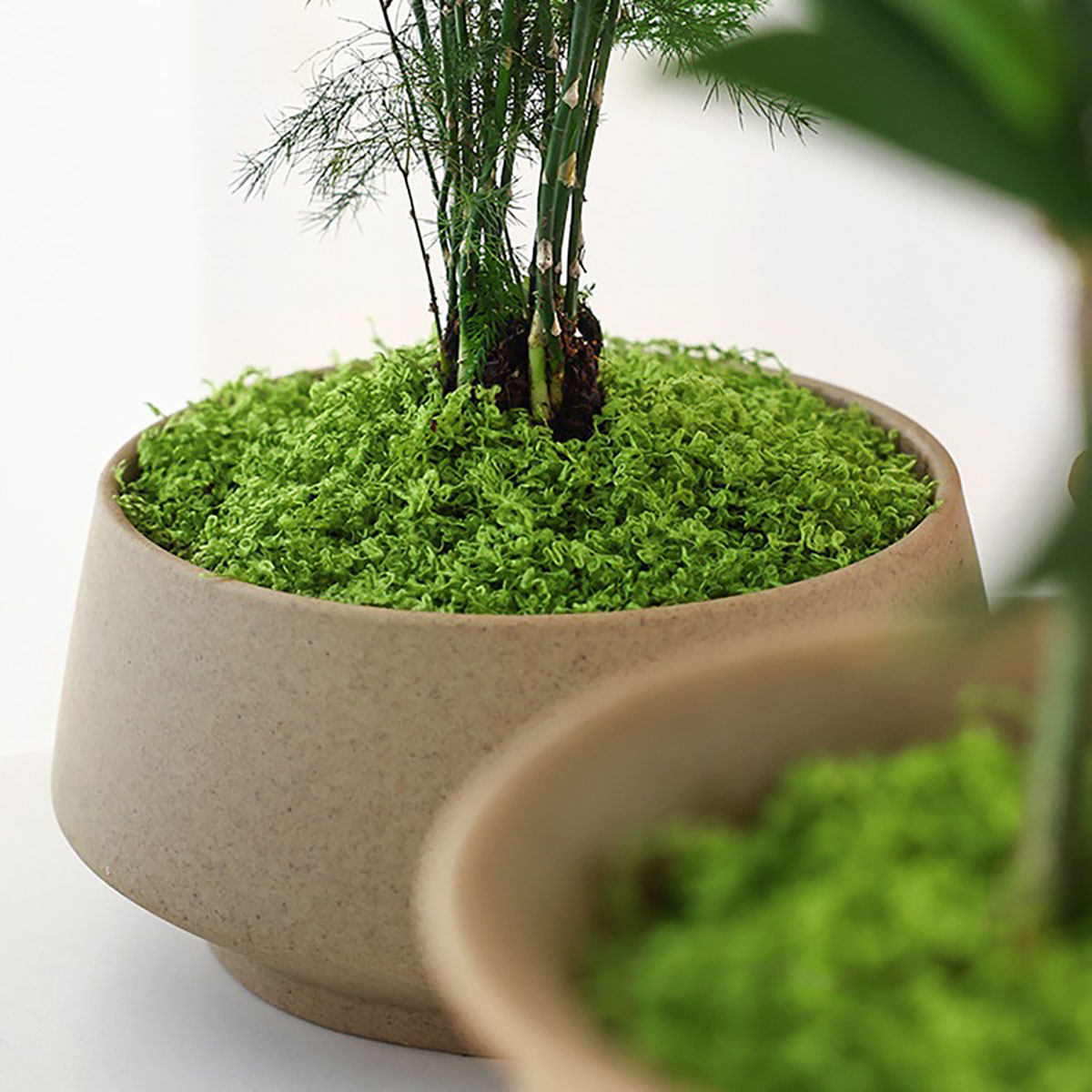Około 20g Sztucznych Zielonych – Bonsai Garden Decor recenzja i cena